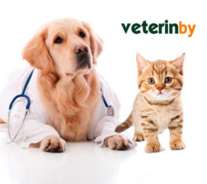 Clinique vétérinaire en Brésil