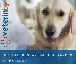 Hôpital des animaux à Aankomst (Mpumalanga)