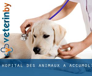 Hôpital des animaux à Accumoli
