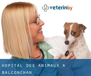 Hôpital des animaux à Balconchán