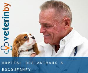 Hôpital des animaux à Bocquegney