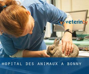 Hôpital des animaux à Bonny