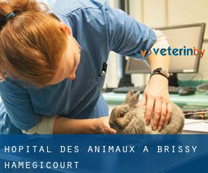 Hôpital des animaux à Brissy-Hamégicourt
