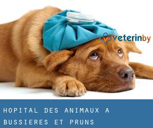 Hôpital des animaux à Bussières-et-Pruns