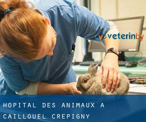 Hôpital des animaux à Caillouël-Crépigny