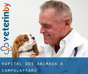 Hôpital des animaux à Campolattaro