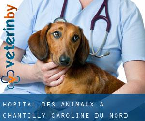 Hôpital des animaux à Chantilly (Caroline du Nord)