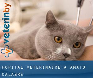 Hôpital vétérinaire à Amato (Calabre)