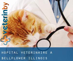 Hôpital vétérinaire à Bellflower (Illinois)