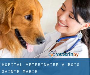 Hôpital vétérinaire à Bois-Sainte-Marie