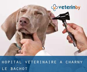 Hôpital vétérinaire à Charny-le-Bachot