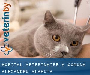 Hôpital vétérinaire à Comuna Alexandru Vlăhuţă