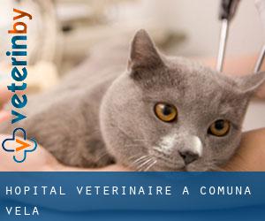 Hôpital vétérinaire à Comuna Vela