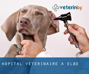 Hôpital vétérinaire à Elbe