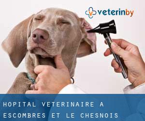 Hôpital vétérinaire à Escombres-et-le-Chesnois