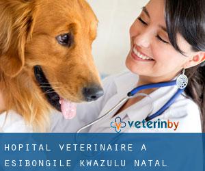 Hôpital vétérinaire à eSibongile (KwaZulu-Natal)
