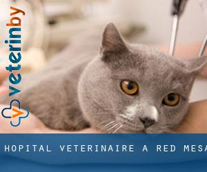 Hôpital vétérinaire à Red Mesa