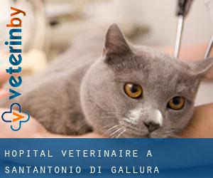 Hôpital vétérinaire à Sant'Antonio di Gallura (Sardaigne)