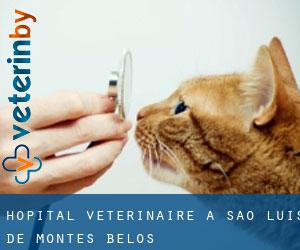 Hôpital vétérinaire à São Luís de Montes Belos