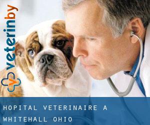 Hôpital vétérinaire à Whitehall (Ohio)
