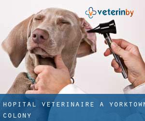 Hôpital vétérinaire à Yorktown Colony