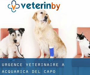 Urgence vétérinaire à Acquarica del Capo