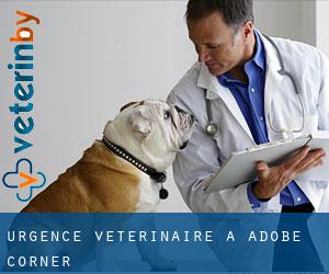 Urgence vétérinaire à Adobe Corner
