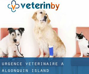 Urgence vétérinaire à Algonquin Island