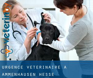 Urgence vétérinaire à Ammenhausen (Hesse)