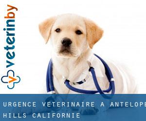 Urgence vétérinaire à Antelope Hills (Californie)