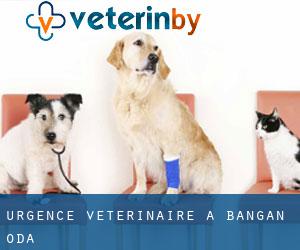 Urgence vétérinaire à Bangan-Oda
