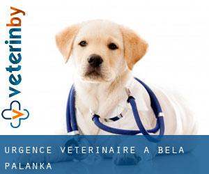Urgence vétérinaire à Bela Palanka