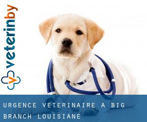 Urgence vétérinaire à Big Branch (Louisiane)