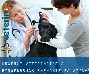 Urgence vétérinaire à Bingerbrück (Rhénanie-Palatinat)