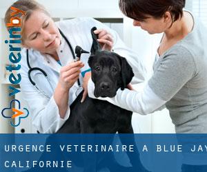 Urgence vétérinaire à Blue Jay (Californie)