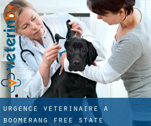 Urgence vétérinaire à Boomerang (Free State)