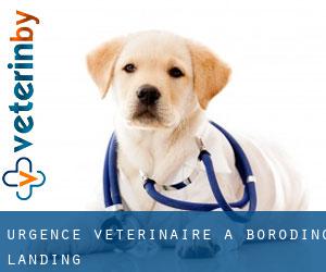 Urgence vétérinaire à Borodino Landing