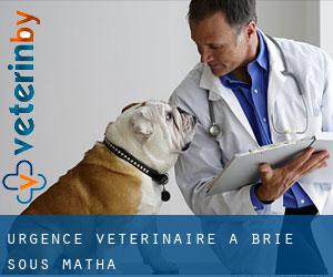 Urgence vétérinaire à Brie-sous-Matha
