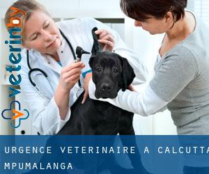 Urgence vétérinaire à Calcutta (Mpumalanga)