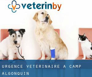 Urgence vétérinaire à Camp Algonquin