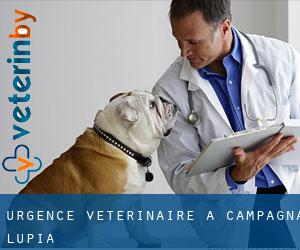 Urgence vétérinaire à Campagna Lupia