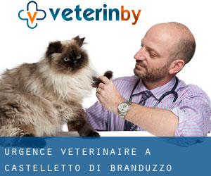 Urgence vétérinaire à Castelletto di Branduzzo