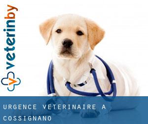 Urgence vétérinaire à Cossignano