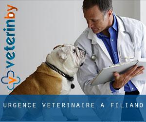 Urgence vétérinaire à Filiano