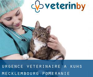 Urgence vétérinaire à Kuhs (Mecklembourg-Poméranie)