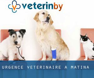 Urgence vétérinaire à Matina