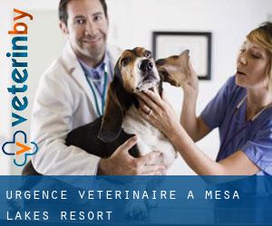 Urgence vétérinaire à Mesa Lakes Resort