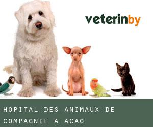 Hôpital des animaux de compagnie à Acao