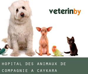 Hôpital des animaux de compagnie à Çaykara
