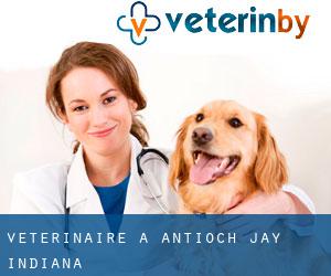 vétérinaire à Antioch (Jay, Indiana)